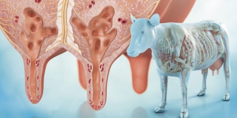 Liječenje kataralnog mastitisa kod krava